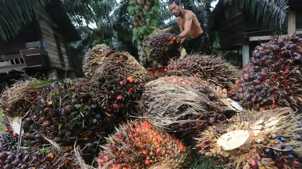 Satgasus Polri Desak Wajib Pajak Kelapa Sawit Patuh Pajak